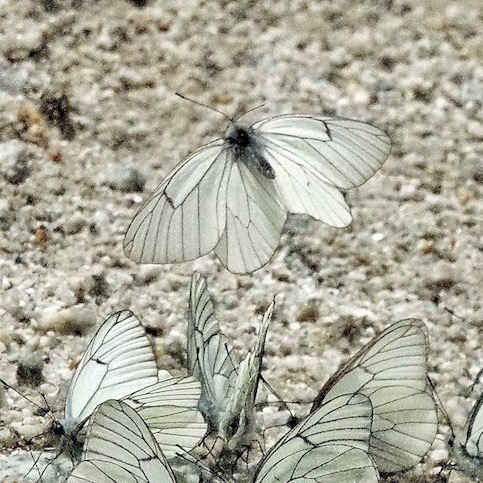 black-veined white